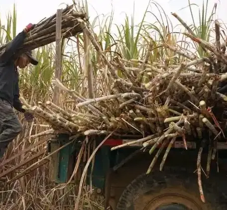 Sugarcane leaf pellets