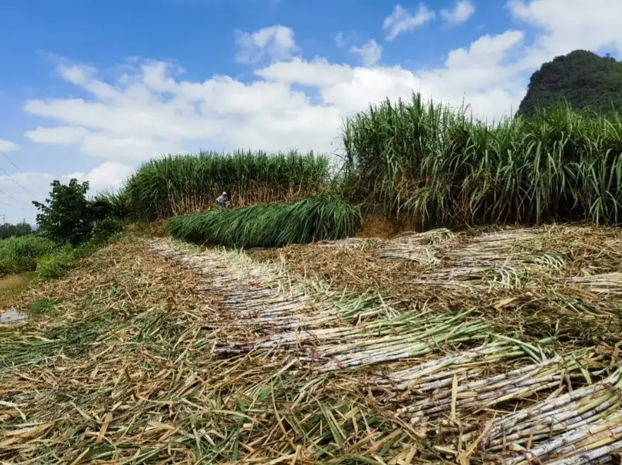 Sugarcane leaf pellets