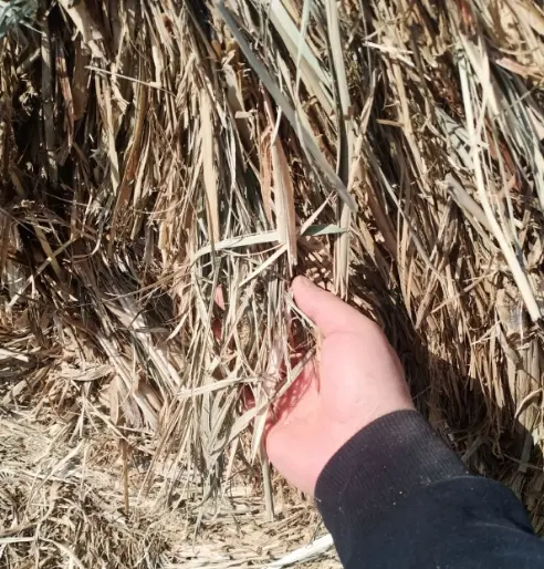 Sugarcane leaf pellets